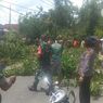 Pohon Beringin Tumbang di Ambon, Tutup Jalan Utama dan Timpa 2 Rumah
