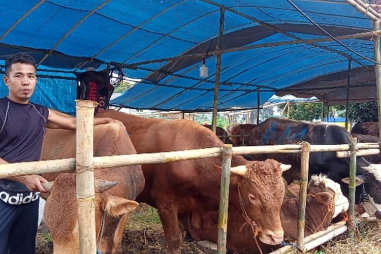 Pedagang Musiman di Tangsel Sebut Persyaratan Datangkan Hewan Kurban Tahun Ini Berbeda dengan Sebelumnya. Hal itu ia sampaikan saat ditemui di lapaknya yang berada di Jalan Maruga, Serua, Tangsel pada Rabu (22/6/2022) 