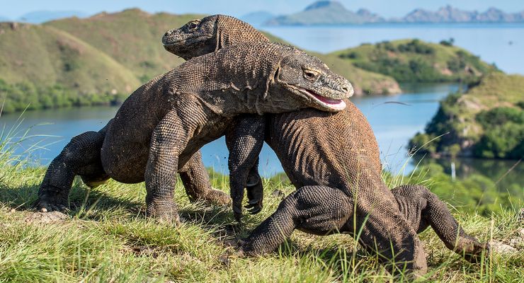 Hanya 3.300 Ekor di Dunia, Komodo Butuh Perlindungan Lebih