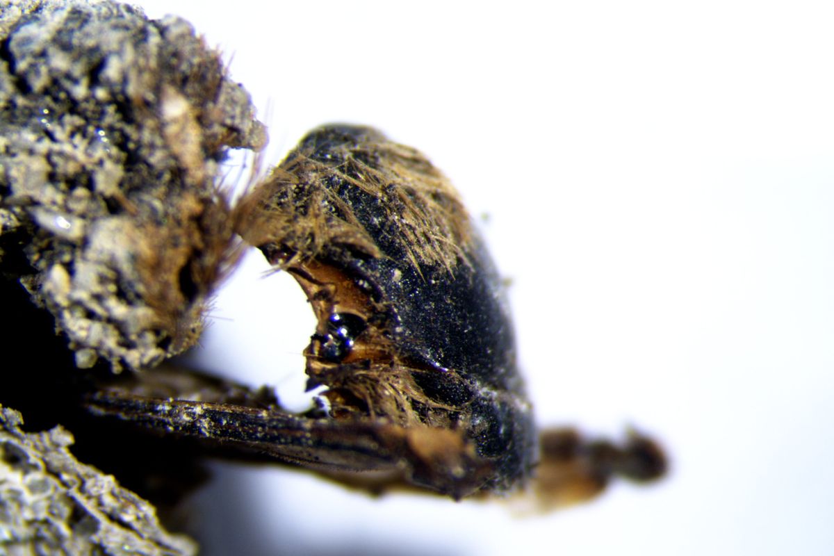 Penampakan mumi lebah di dalam kepompong yang diamati di bawah lensa binokuler. Ratusan mumi lebah dalam kepompongnya, yang diperkirakan berasal dari zaman Firaun, sekitar 3.000 tahun yang lalu, ditemukan di pantai Odemira, Portugal.