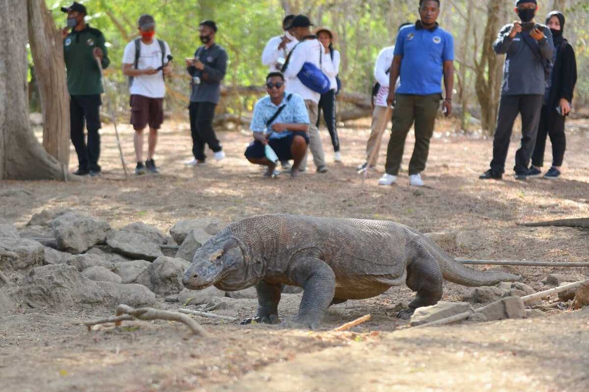 Kementerian Pariwisata dan Ekonomi Kreatif bersama dengan BOPLBF melaksanakan famtrip dengan media di kawasan Taman Nasional Komodo, Labuan Bajo, Manggarai Barat, NTT, Minggu, (13/9/2020). (HANDOUT/BOPLBF)