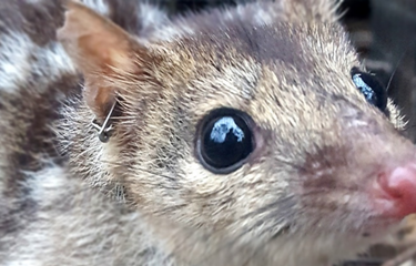Quoll jantan rela mati untuk mendapatkan pasangan selama musim kawin 
