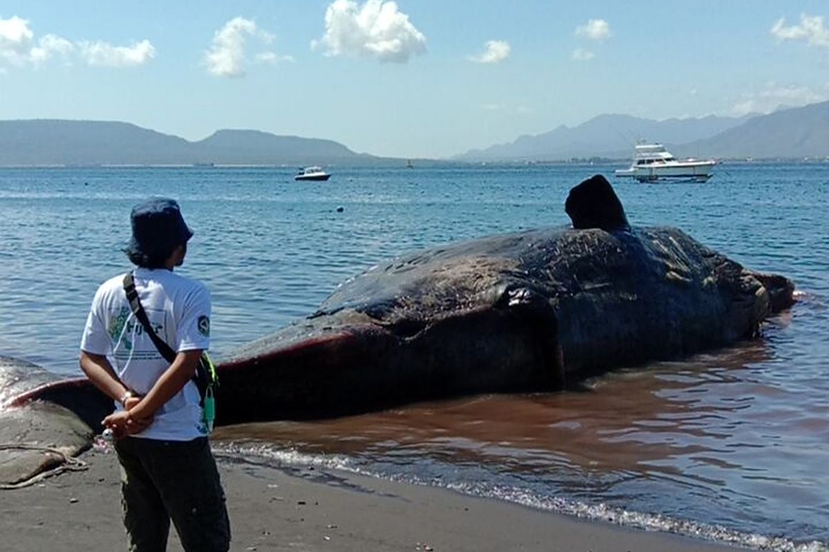 Bangkai paus yang terdampar di Pantai Bulusan Kalipuro Banyuwangi yang sudah mulai membusuk 