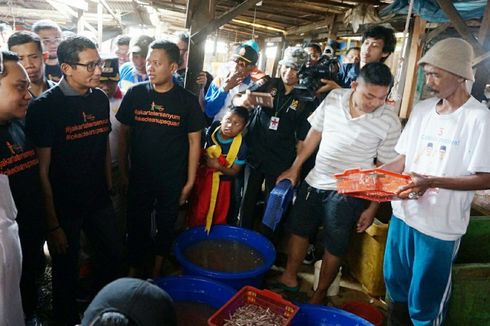 Sandi: Ada Usul Pelelangan Ikan Kalibaru Direvitalisasi seperti Tsukiji Fish Market di Tokyo