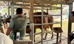 Percepat Pemulihan Peternak Terdampak Bencana Sumatera, Satgas PRR Siapkan Bantuan Pakan Ternak di Aceh