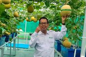 Dari Bankir ke Petani Hidroponik, Pensiunan di Serang Raup Omzet Rp 30 Juta per Bulan