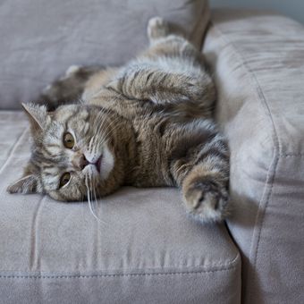 Ilustrasi kucing di sofa.
