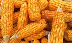 Lampung Kembangkan Bioethanol Melalui 'multifeedstock' Komoditas Lokal