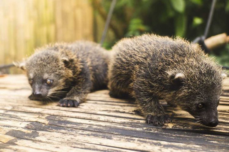 Kondisi dua bayi binturong yang lahir di Bandung Zoo, Minggu (8/6/2025).