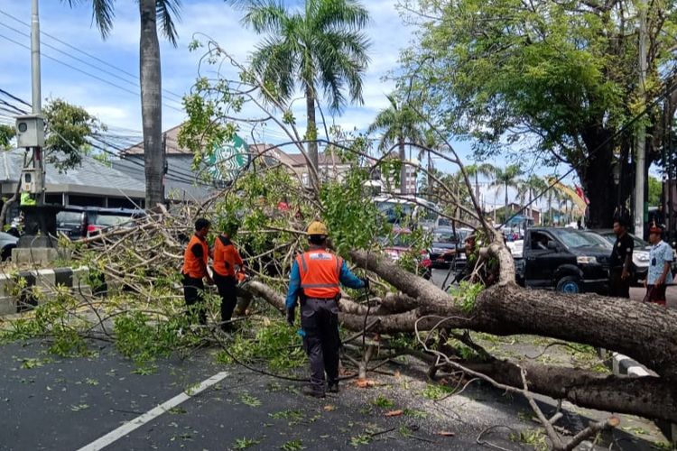 Petugas BPBD Badung memotong pohon yang tumbang, Kamis (2/1/2020).