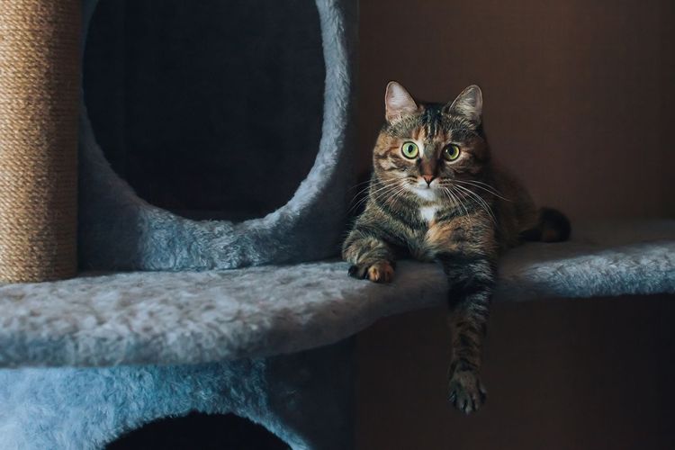 Intip Tren Kandang Kucing Mewah Puluhan Juta yang Makin Laris
