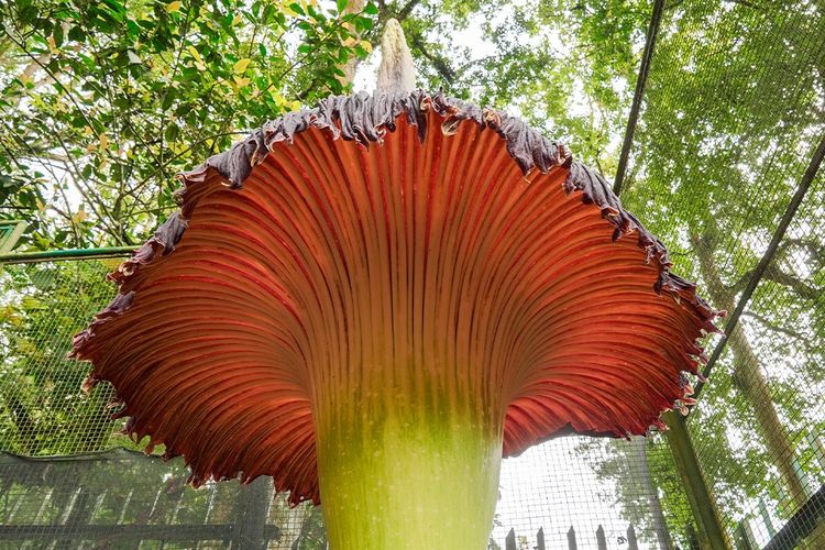 Bunga bangkai ukuran raksasa mekar sempurna di kawasan Kebun Raya Cibodas, Cianjur, Jawa Barat, Jumat (19/4/2024).