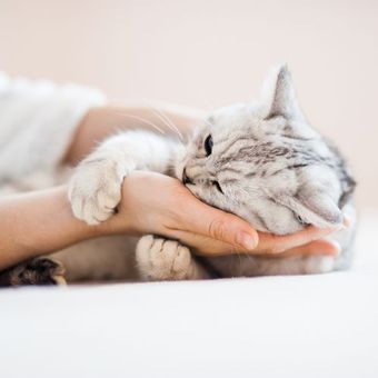 Ilustrasi kucing.