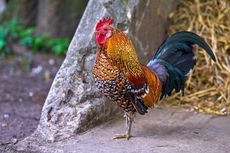Kenapa Ayam Jantan Berkokok di Pagi Hari? 