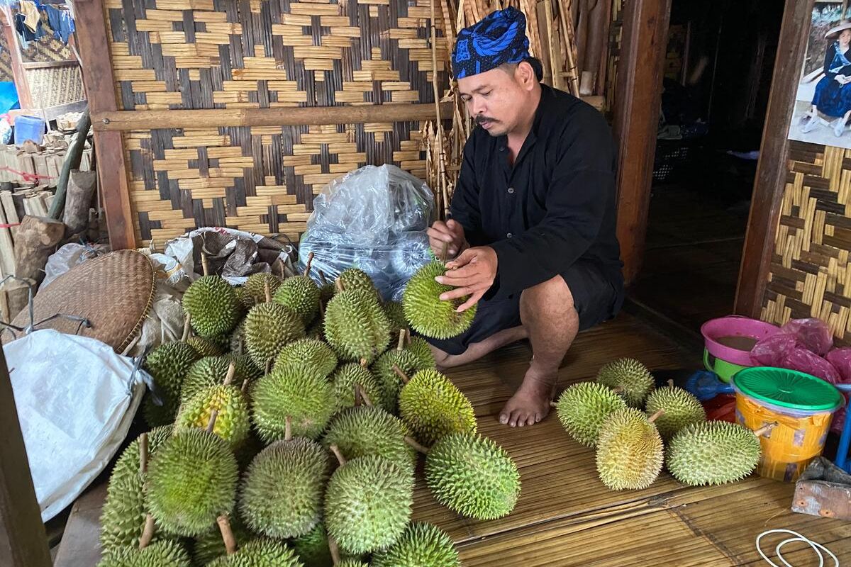 Berburu Durian di Baduy, Destinasi Wisata yang Wajib Dikunjungi