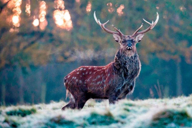 Pemburu Tewas Diseruduk Rusa Jantan di Hutan Perancis