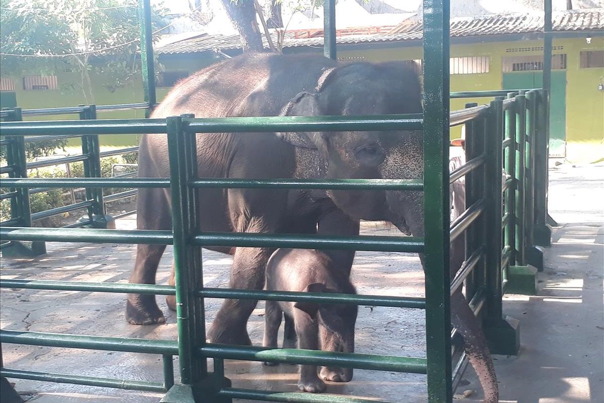 Bayi gajah Sumatera yang oleh Wali Kota Surabaya Tri Rismaharini diberi nama Dumbo didampingi indukan gajah betina yang bernama Lembang (47) berada di wahana Kebun Binatang Surabaya (KBS), Selasa (30/7/2019).
