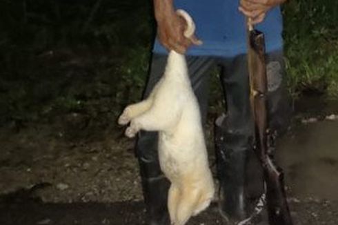 2 Warga yang Berburu di TN Manusela Maluku Ditangkap, Petugas Sita Senapan Angin dan Peluru