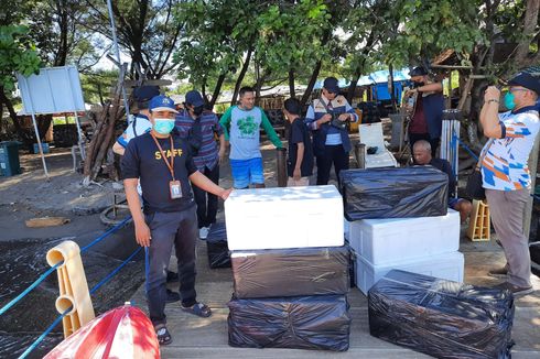 KKP Lepasliarkan 21.000 Benih Lobster Sitaan Selundupan ke Vietnam