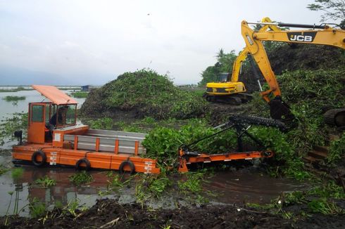 Air Menyusut Hambat Pembersihan Eceng Gondok Rawapening