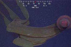 Ubur-ubur Raksasa dari Laut Dalam Tertangkap Kamera