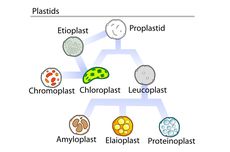 Perbedaan antara Leukoplas, Kromoplas, dan Krolopas