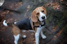 8 Fakta Menarik Anjing Beagle, Melacak Kejahatan dan Deteksi Kehamilan