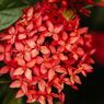 Cara Merawat Soka, Tanaman Hias Berbunga Cantik yang Cocok Hiasi Rumah