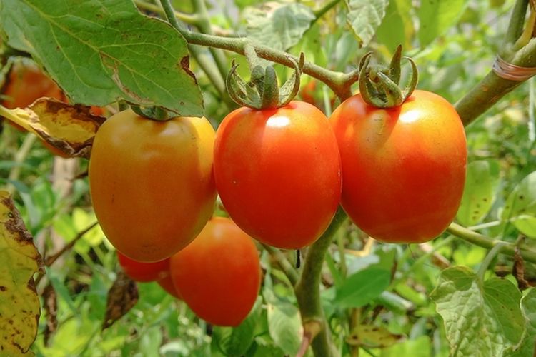 Ilustrasi tanaman tomat, menanam tomat. 