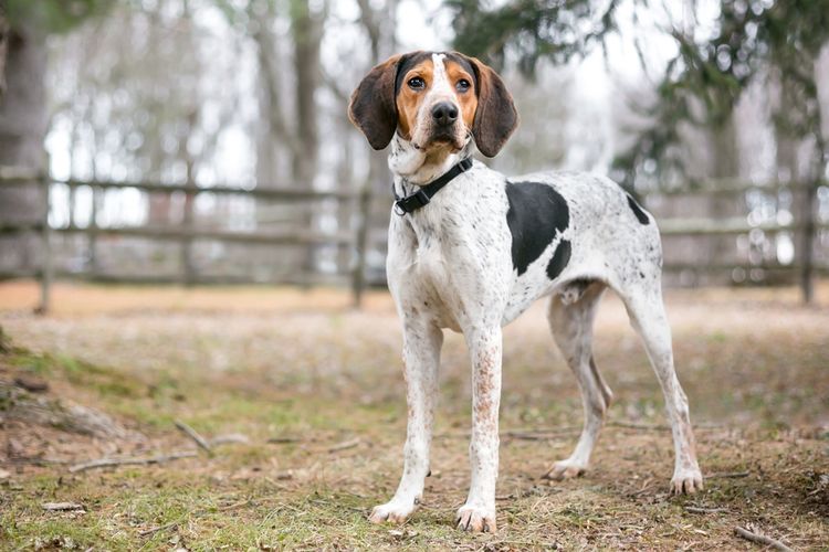 anjing Treeing Walker Coonhound