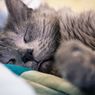 Apakah Hewan Bisa Bertahan Hidup Tanpa Tidur?