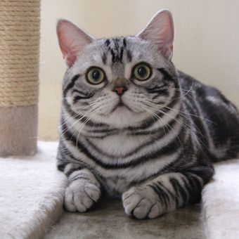 Ilustrasi ras kucing American Shorthair. 