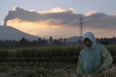 Erupsi Gunung Raung, 18 Penerbangan Jember Batal