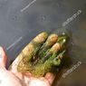 Bisakah Soda Kue Menghilangkan Alga di Kolam Ikan Minimalis?