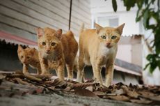 Kisah Penerjunan Kucing dengan Parasut, Berjasa Basmi Tikus di Kalimantan