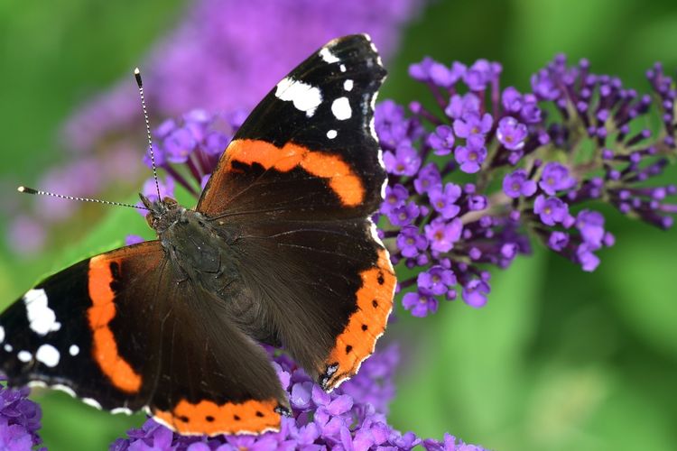 Rahasia Umur Panjang Kupu-kupu Heliconius, Bisakah Bantu Manusia Awet Muda?