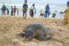 Di Gunung Kidul, Pengunjung Temukan Penyu Mati di Pantai Sepanjang