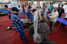 Daging Burung Unta dan Rusa Disajikan untuk Sahur di Pakistan