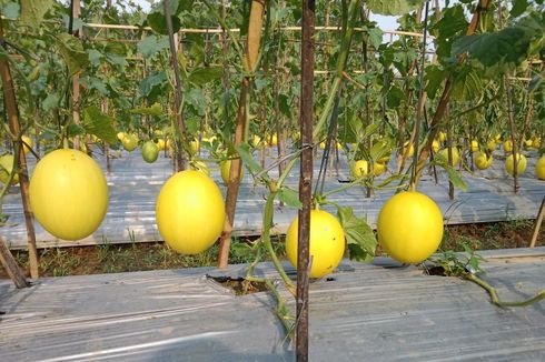 Panen Melon Golden, Petani di Lebak Untung Belasan Juta Rupiah