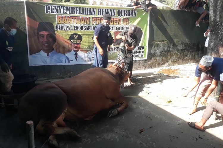 Sapi kurban dari Presiden Ri Joko Widodo siap disembelih oleh panitia yang dihadiri Wali Kota Palopo Judas Amir, di halaman Masjid Agung Palopo, Selasa (20/7/2021)