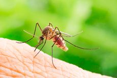 Cara Mengusir Nyamuk di Rumah Pakai Kopi