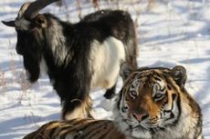 Kisah Persahabatan Harimau dan Kambing di Rusia