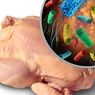 Apa Penyakit yang Disebabkan Salmonella?