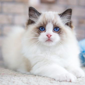 Ilustrasi kucing Ragdoll.