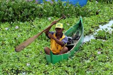 80 Persen Permukaan Danau Limboto Tertutup Gulma