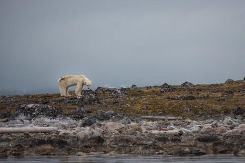 Beruang Kutub Alami Bencana Kelaparan karena Pemanasan Global