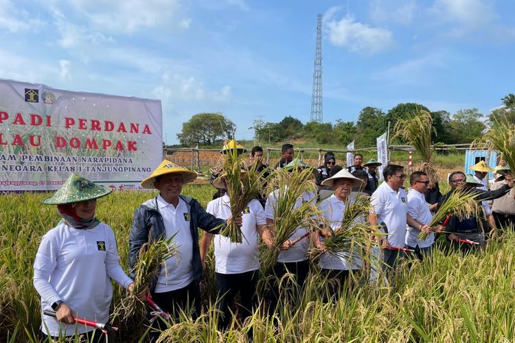 Warga binaan Rumah Tahanan Negara Kelas I Tanjungpinang, Kepulauan Riau melakukan panen padi perdana di lahan bekas tambang bauksit di Pulau Dompak, Tanjungpinang, Senin (18/12/2023). 