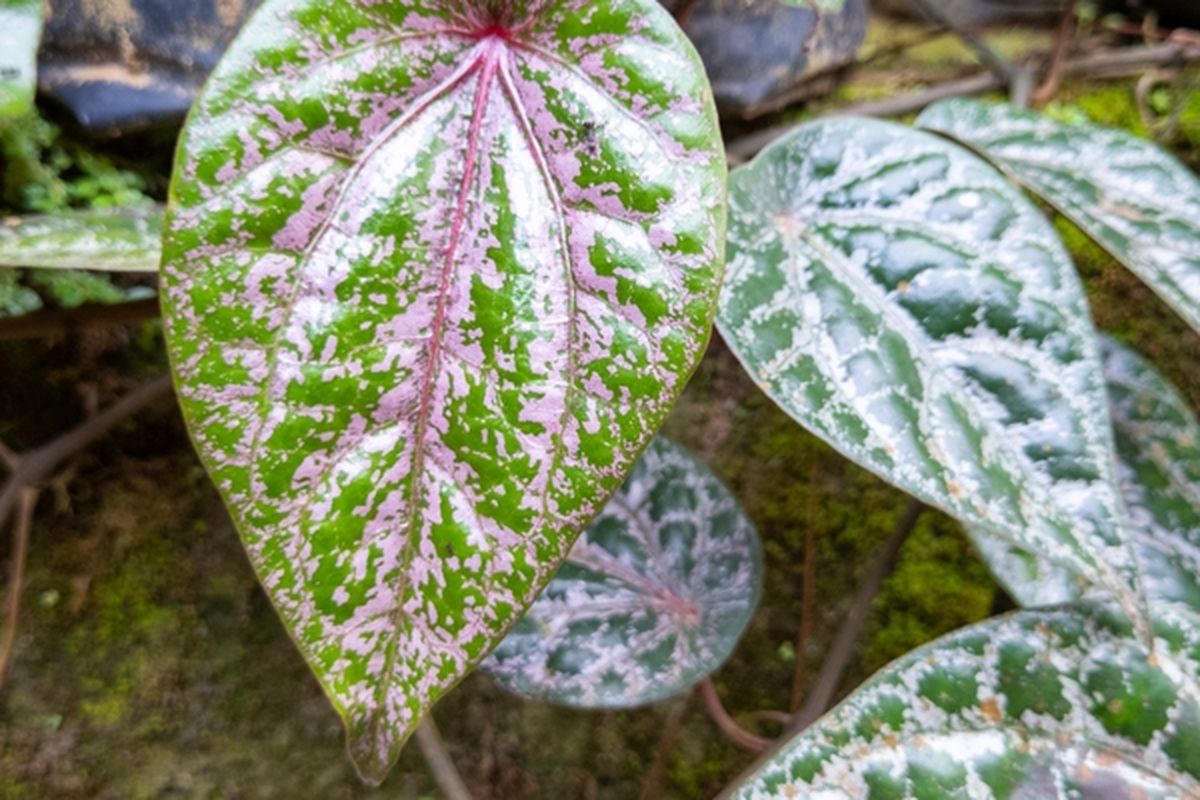 Ilustrasi tanaman sirih merah, daun sirih merah. 
