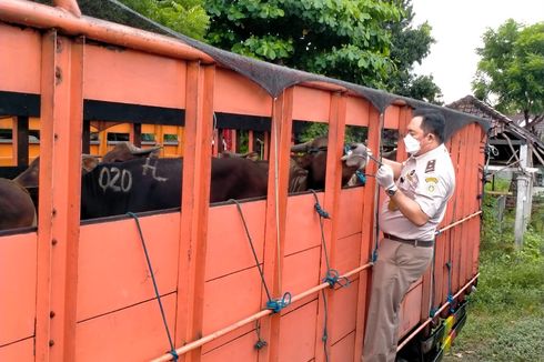 Cegah PMK, Hewan Ternak Wajib Karantina 14 Hari Saat Keluar Masuk Bali