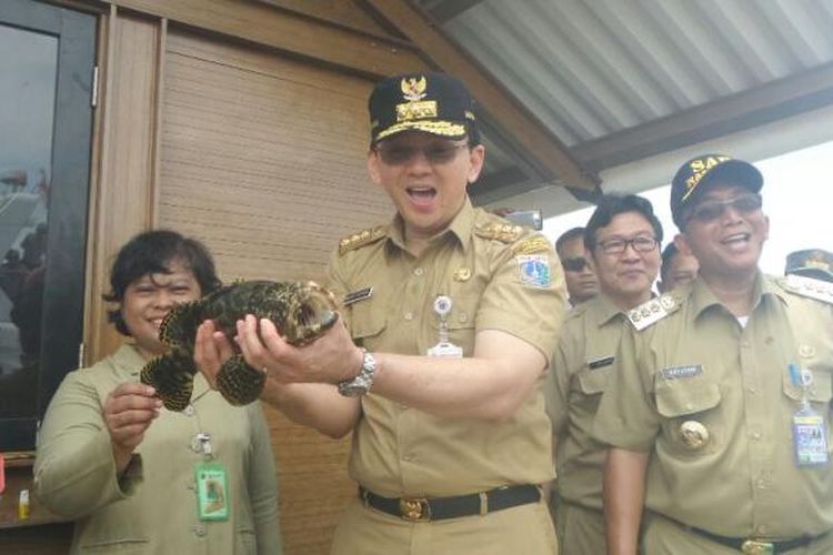 Gubernur DKI Jakarta Basuki Tjahaja Purnama memanen ikan kerapu di perairan Kepulauan Seribu, Selasa (26/9/2016). 